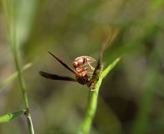 Polistes arizonensis