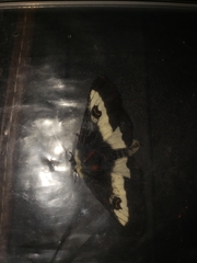 Hemileuca maia