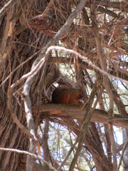 Sciurus nayaritensis