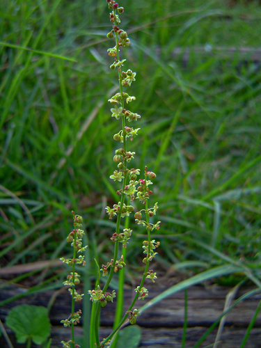 Rumex acetosella image