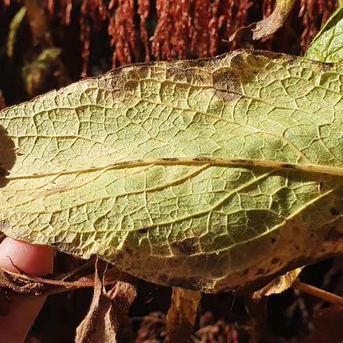 Image of Calomeria amaranthoides by (c) ronavery, some rights reserved (CC BY)