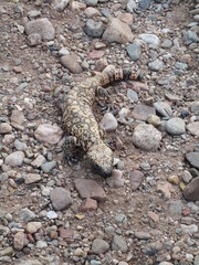 Heloderma suspectum suspectum