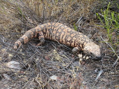 Heloderma suspectum suspectum