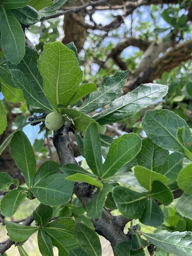 Commiphora glandulosa image