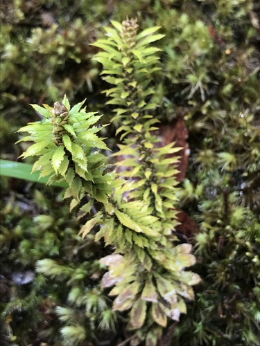 Huperzia serrata observed 2023-03-19