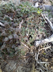 Coryphantha macromeris runyonii