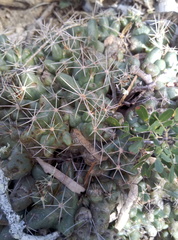 Coryphantha macromeris runyonii