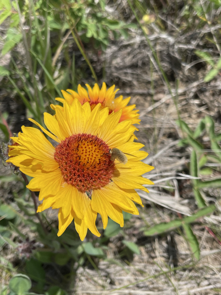 flower with yellow petals and a red-orange centre