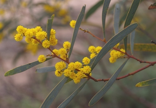 northern manna wattle