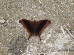 Marpesia zerynthia