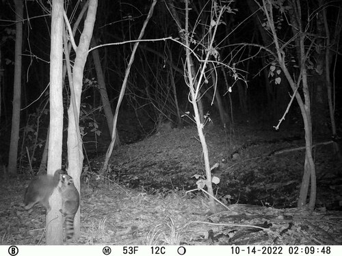 Common Raccoon photographed in Georgia