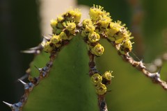 Technomyrmex pallipes