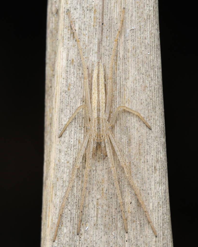 Tibellus fengi