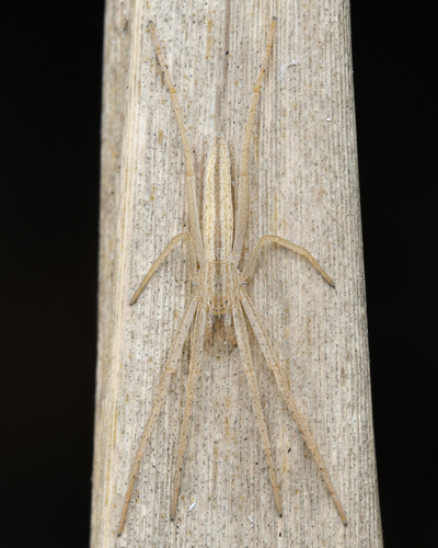 Tibellus fengi · iNaturalist
