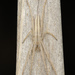 Tibellus fengi - Photo (c) A.K., algunos derechos reservados (CC BY-NC), subido por A.K.