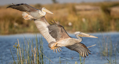 Pink-Backed Pelican photo 2