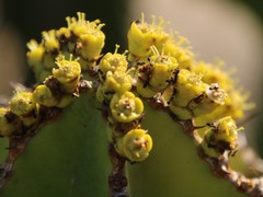 Technomyrmex pallipes