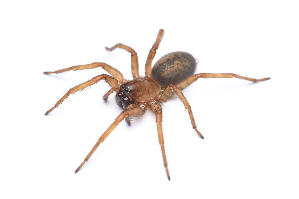 Pireneitega luctuosa