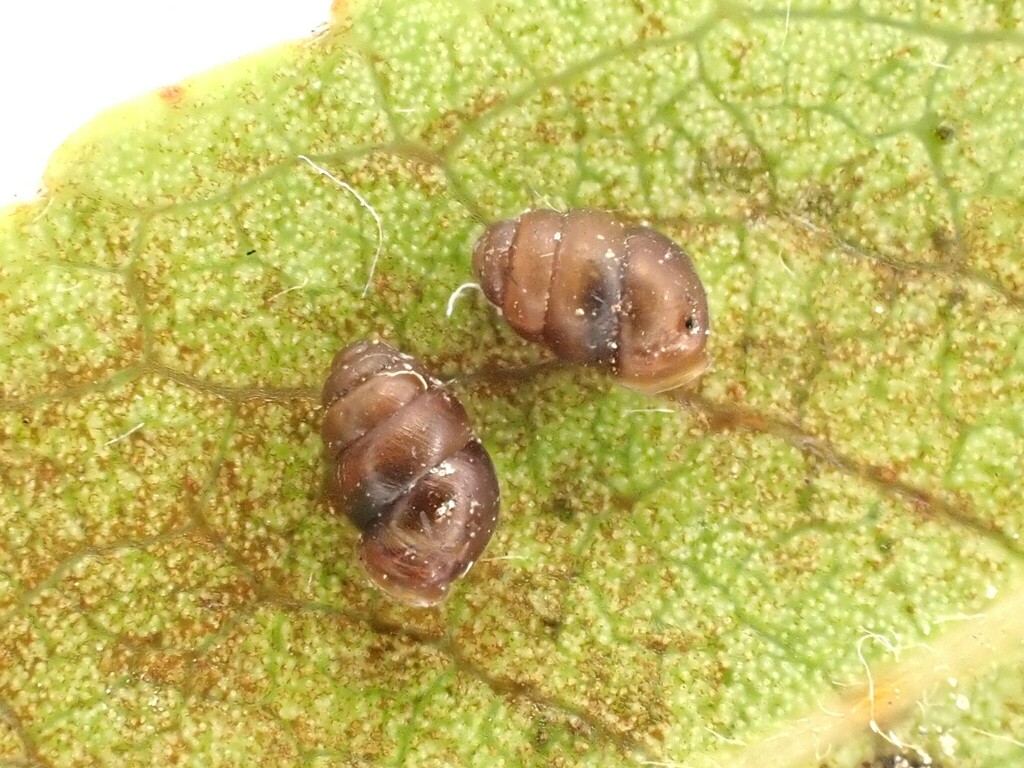 Grassland Whorl Snail