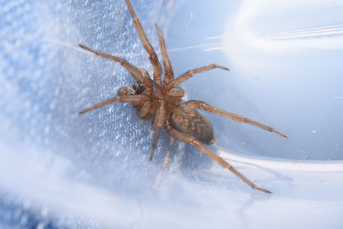 Pireneitega luctuosa