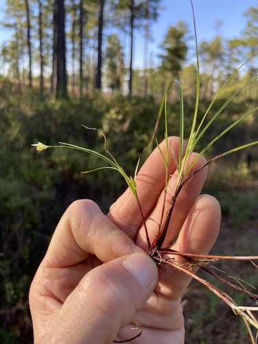 Canebrake Sedge (Carex austrodeflexa)