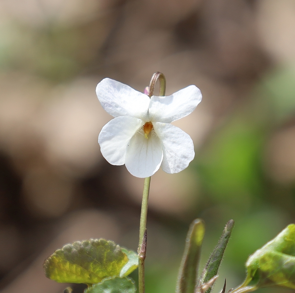 White violet
