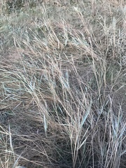 Elymus athericus