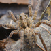 Pardosa astrigera - Photo (c) A.K., some rights reserved (CC BY-NC), uploaded by A.K.