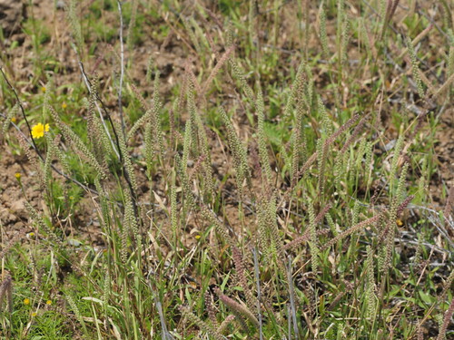 Tragus berteronianus observed 2023-03-16