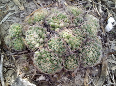 Mammillaria sphaerica