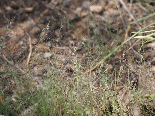 Muhlenbergia microsperma observed 2023-03-16
