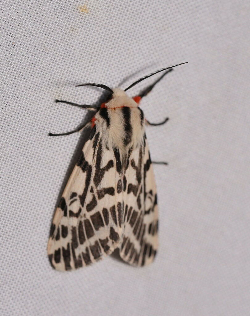 black-and-white tiger moth from Pentland Hills VIC 3341, Australia on