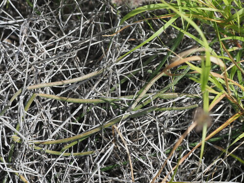 Image of Cynanchum gerrardii by (c) Kevin Faccenda, some rights reserved (CC BY)