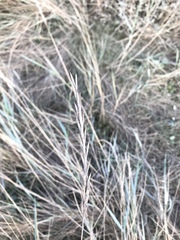 Elymus athericus