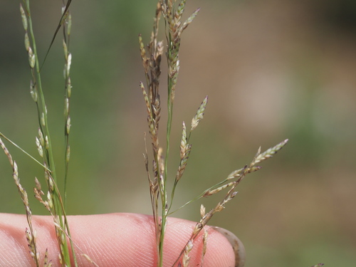 Eragrostis pectinacea observed 2023-03-16