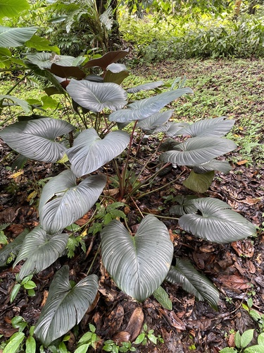 Homalomena ardua