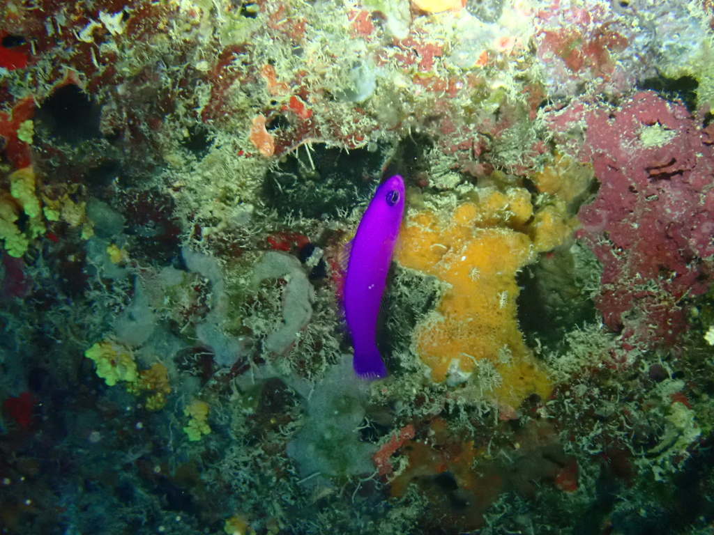 Magneta Dottyback