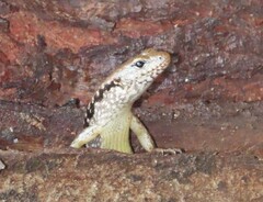 Bar-Sided Forest-Skink photo 4