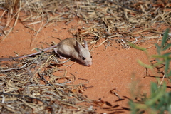 Dusky Hopping Mouse photo 3