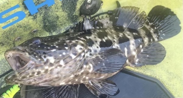 Malabar grouper