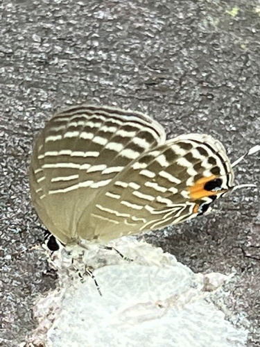 Jamides zebra