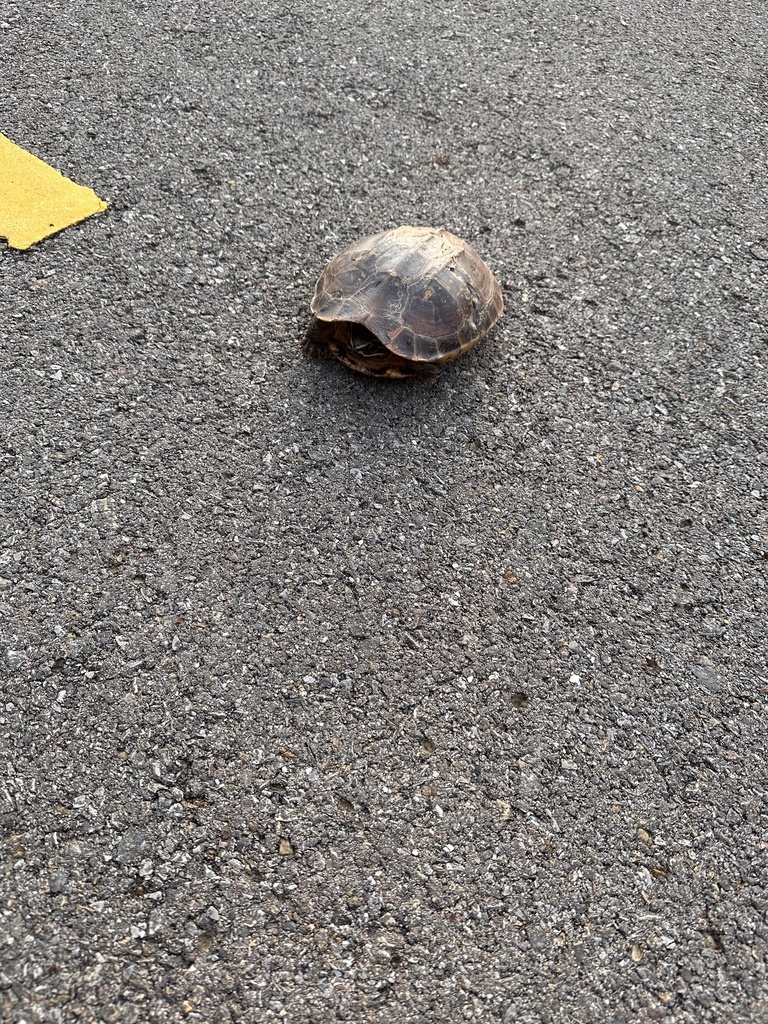 Malayan Snail-eating Turtle from Luang Nuea, Doi Saket, Chiang Mai, TH ...