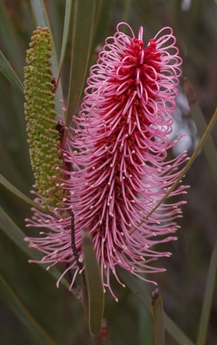 Hakea francisiana, photographed by an iNaturalist contributor