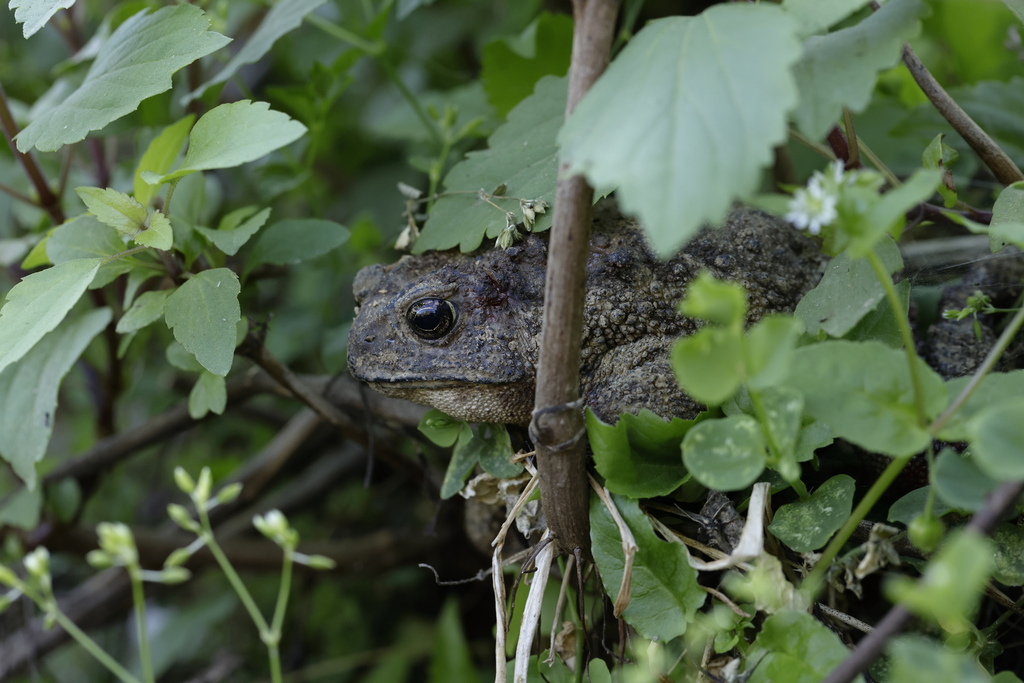 Nagaland Montane Torrent Toad