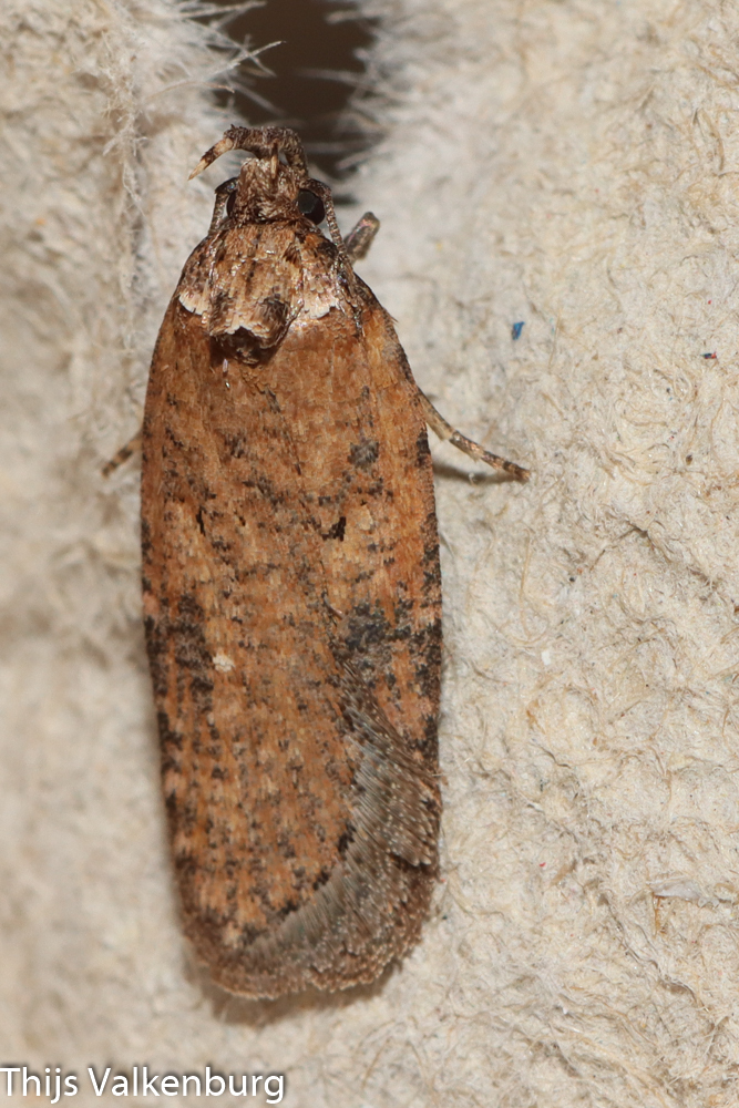 Exaeretia lutosella