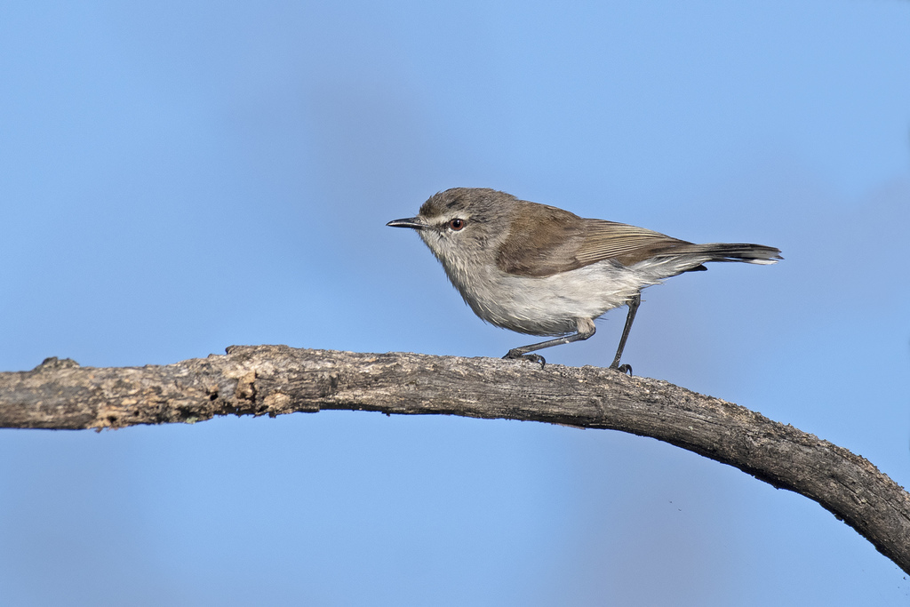 Mangrove Gerygone photo
