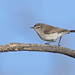 Mangrove Gerygone - Photo (c) Steve Murray, some rights reserved (CC BY-NC), uploaded by Steve Murray