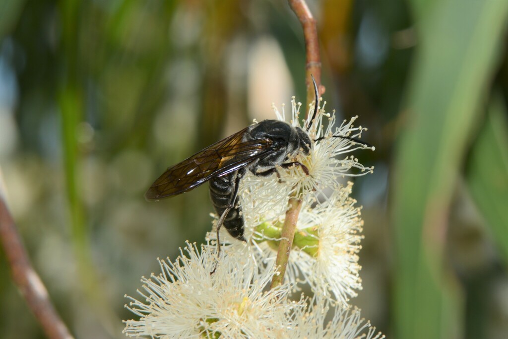 Thynnoides