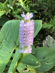 Pontederia sagittata