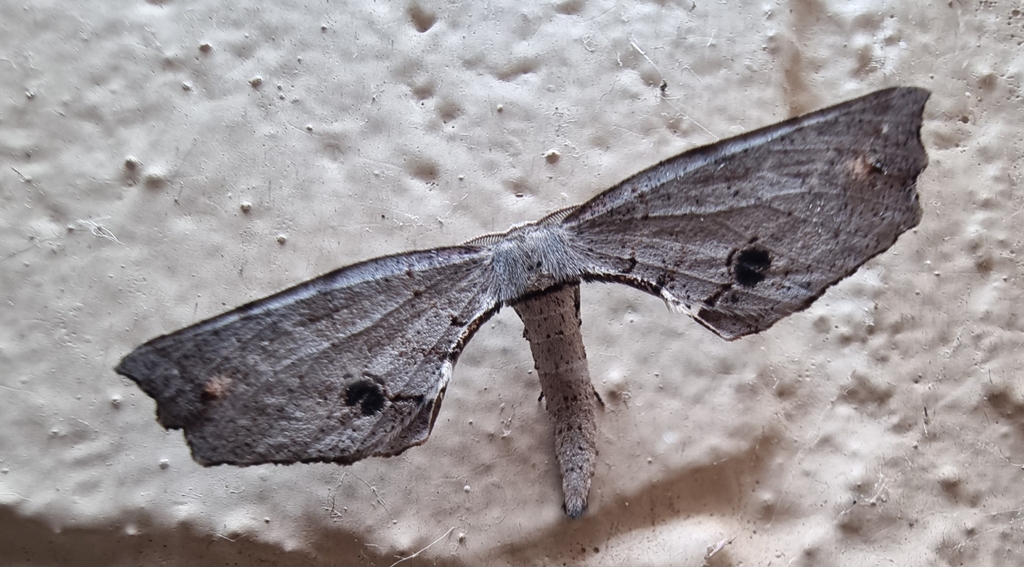 Parepisparis brevidactyla